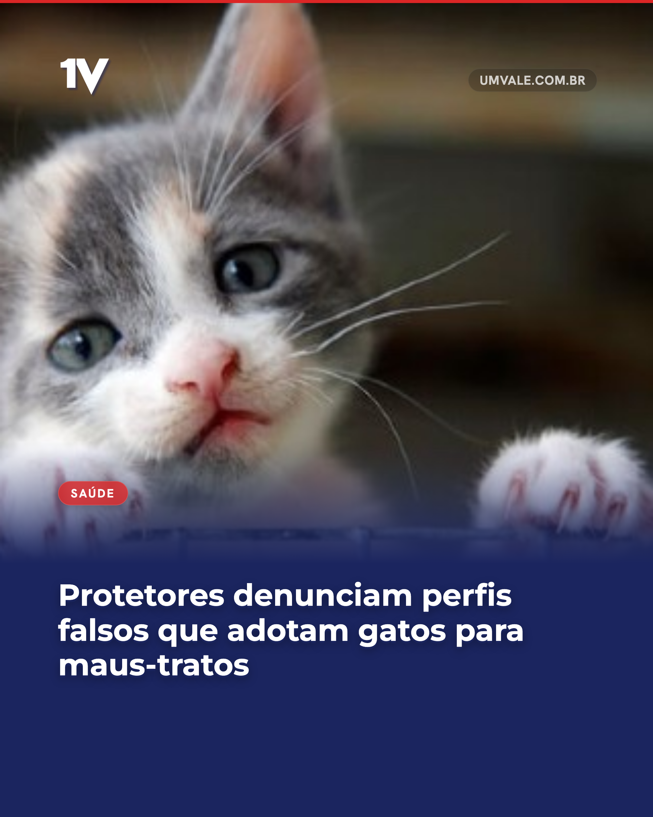 Protetores denunciam perfis falsos que adotam gatos para maus-tratos