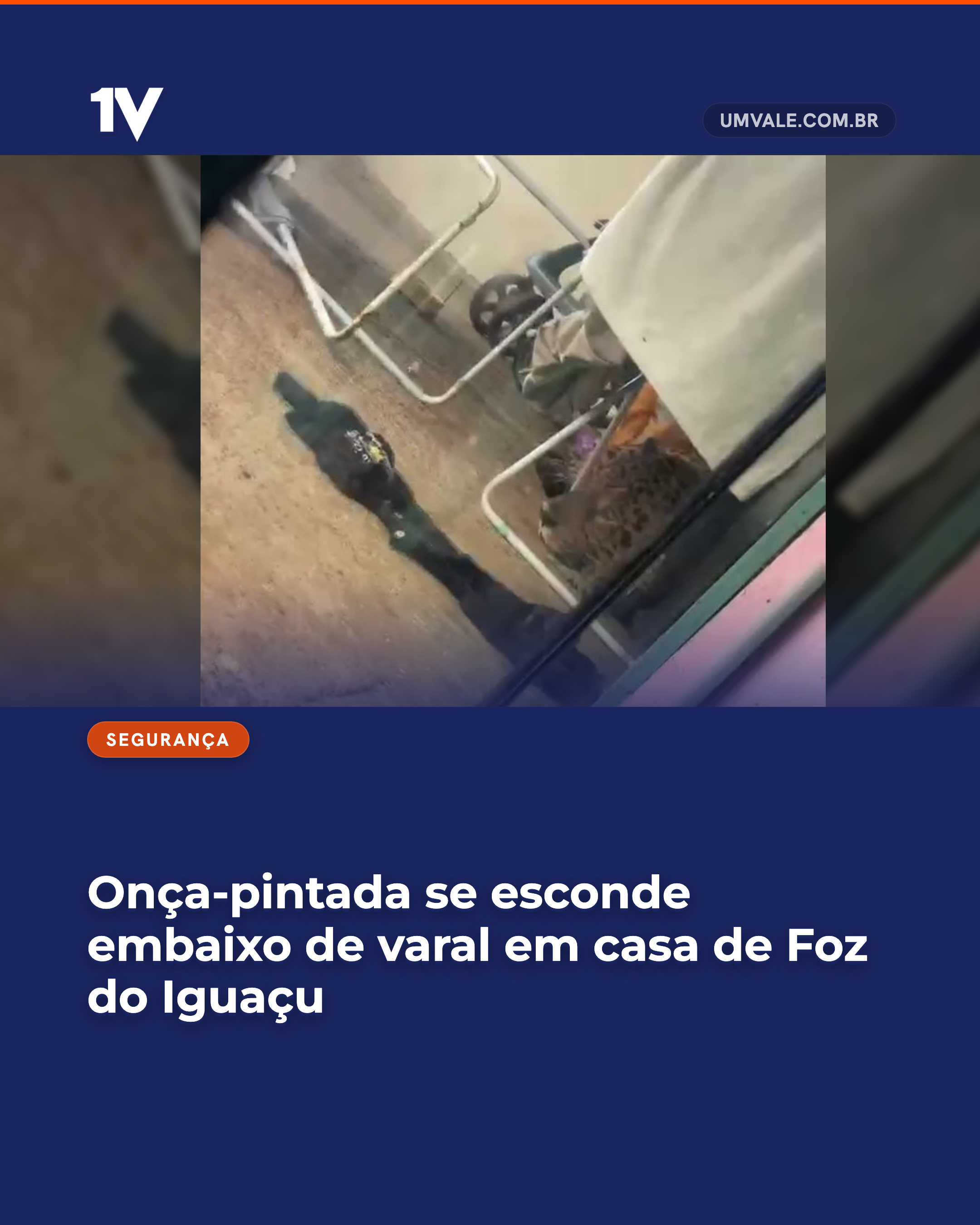 Onça-pintada se esconde embaixo de varal em casa de Foz do Iguaçu