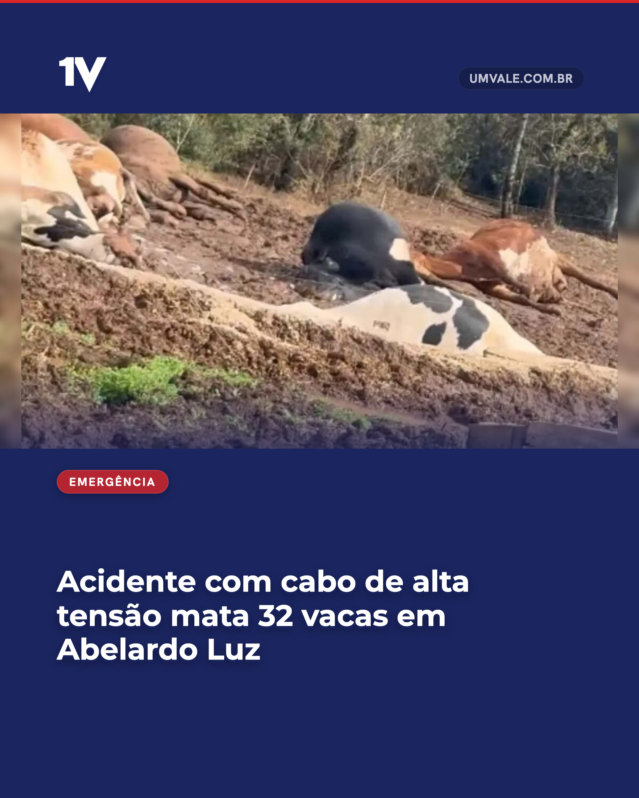 Acidente com cabo de alta tensão mata 32 vacas em Abelardo Luz