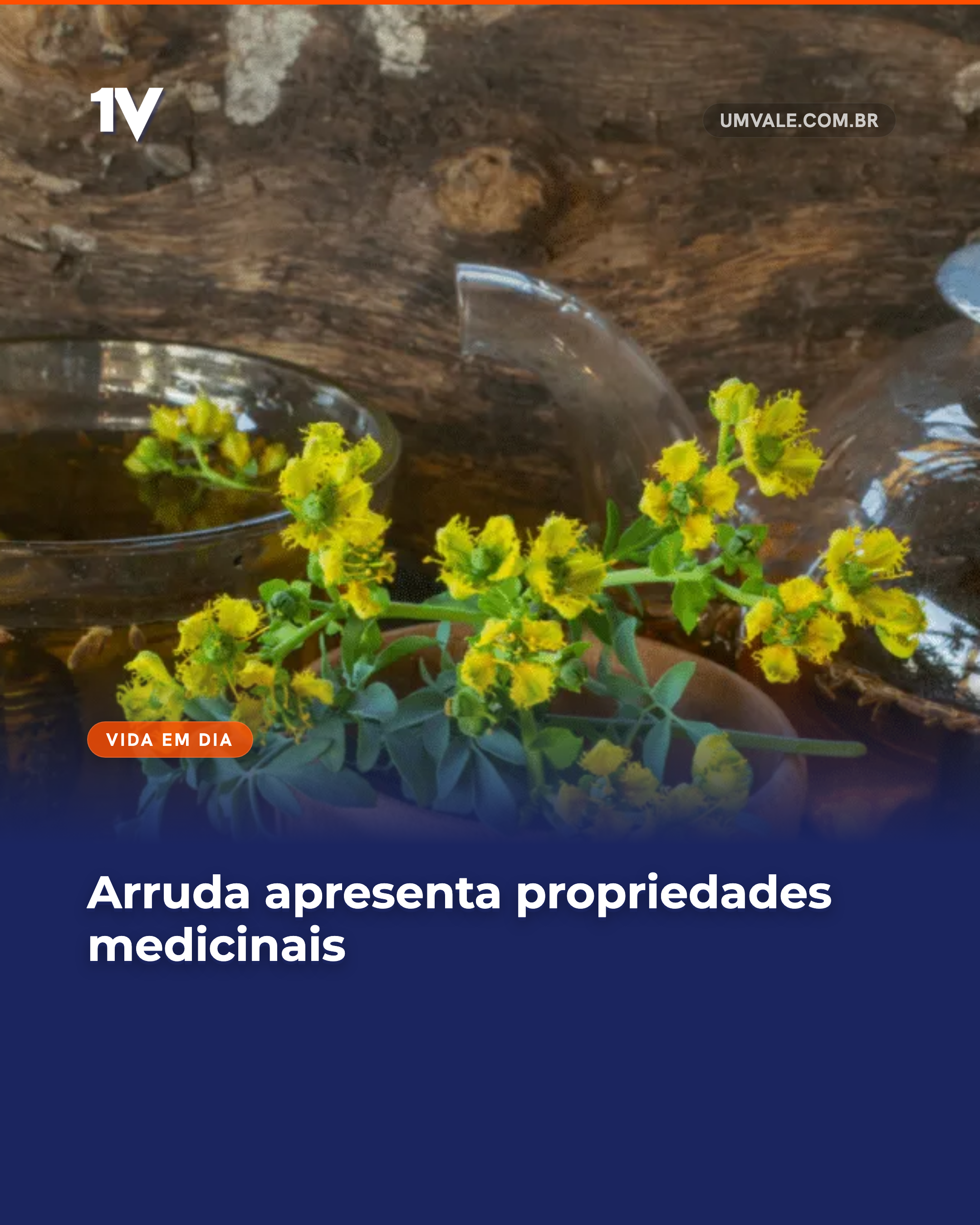 Arruda apresenta propriedades medicinais
