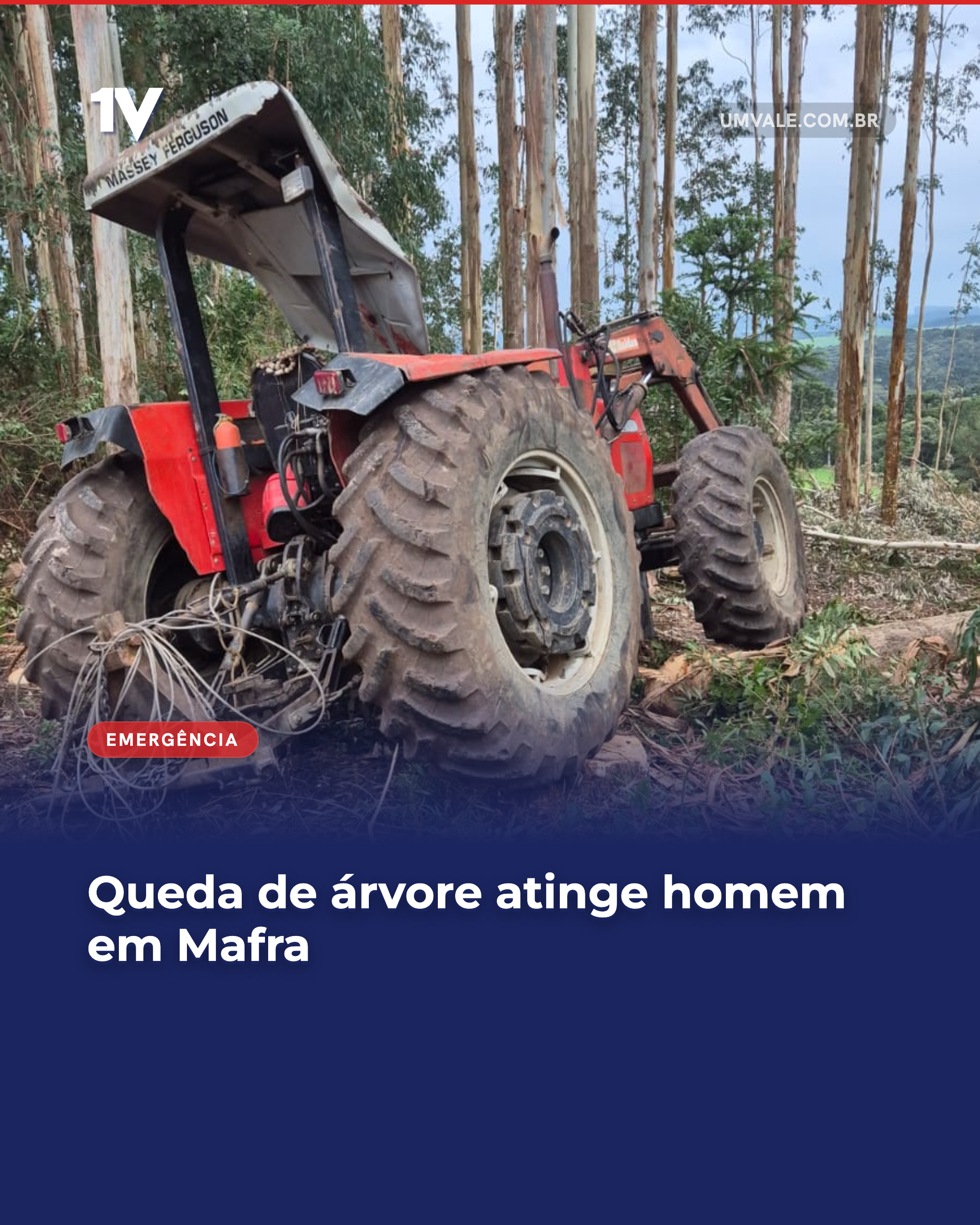 Queda de árvore atinge homem em Mafra