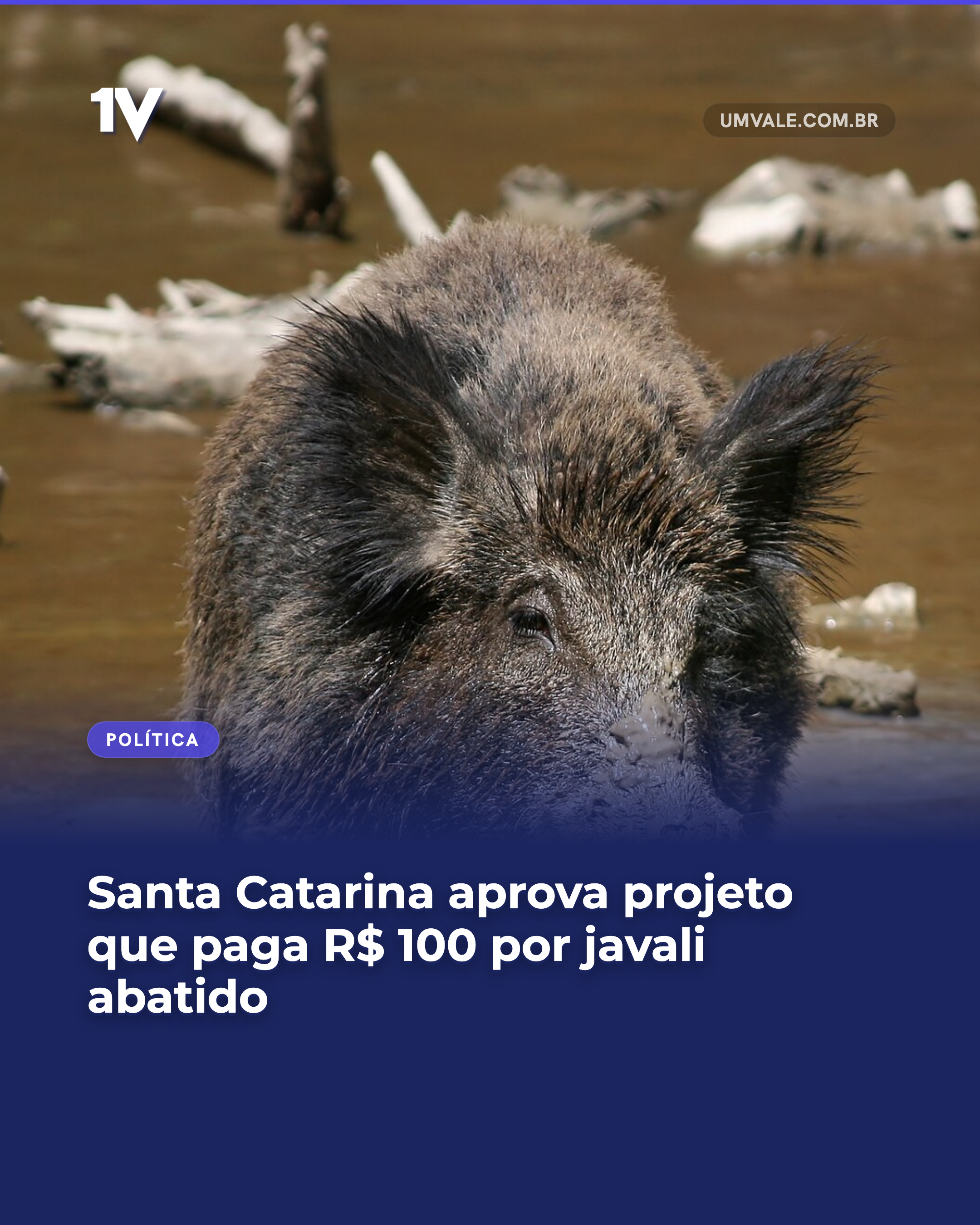 Santa Catarina aprova projeto que paga R$ 100 por javali abatido